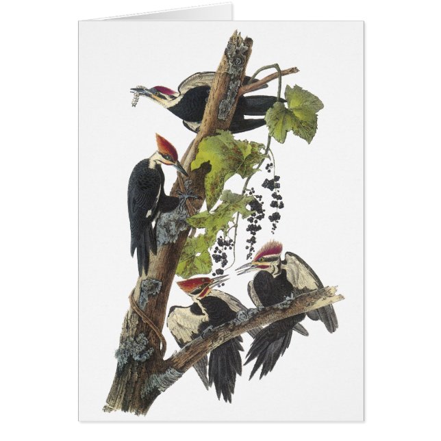 Pileatedのキツツキ、ジョンAudubon (正面)