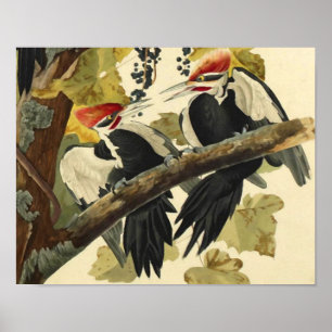 Pileated Woodpecker, John James Audubon ポスター