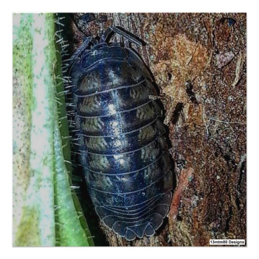 Pill Bug （写真） – 写真プリント フォトプリント (正面)