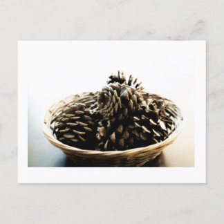 Pine Cones in a Pile Postcard Print by JH Thornton ポストカード