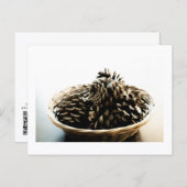 Pine Cones in a Pile Postcard Print by JH Thornton ポストカード (正面/裏面)