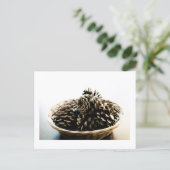Pine Cones in a Pile Postcard Print by JH Thornton ポストカード (スタンド正面)