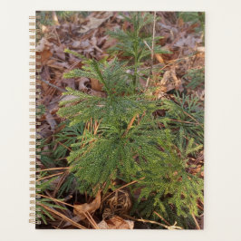 Pine Sapling Spiral Planner プランナー手帳