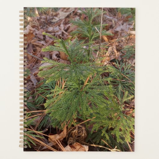 Pine Sapling Spiral Planner プランナー手帳 (正面)