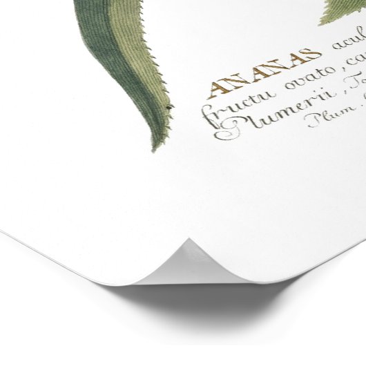 Pineapple ポスター (角)