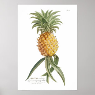 Pineapple ポスター