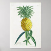 Pineapple engraved by Johann Jakob Haid (1704-67) ポスター (正面)