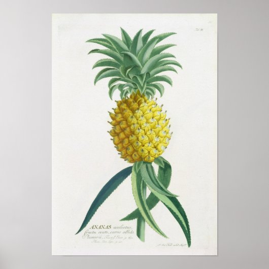 Pineapple engraved by Johann Jakob Haid (1704-67) ポスター (正面)