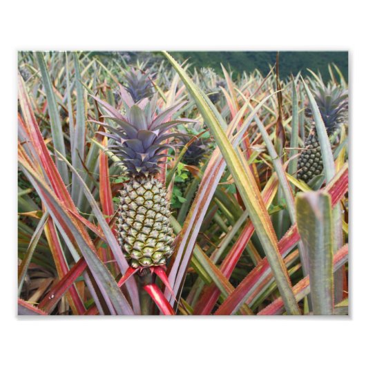 Pineapple Field、Pineapple、写真 フォトプリント (正面)