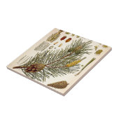 Pineconeの松の木のヴィンテージの植物のプリント タイル (側面)