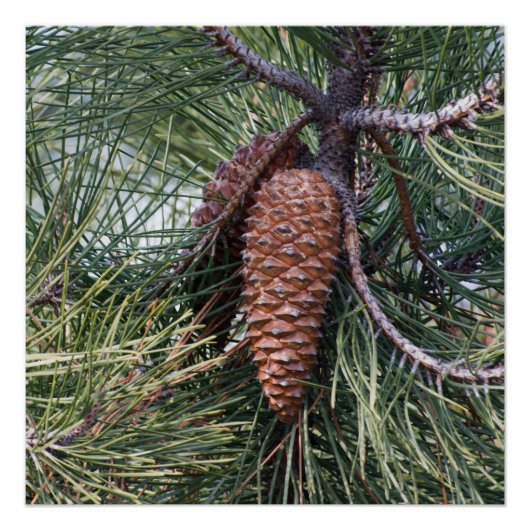 Pinecone on the pine tree ポスター (正面)