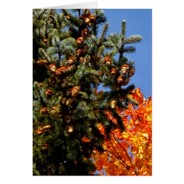 Pineconesの常緑樹 (正面)