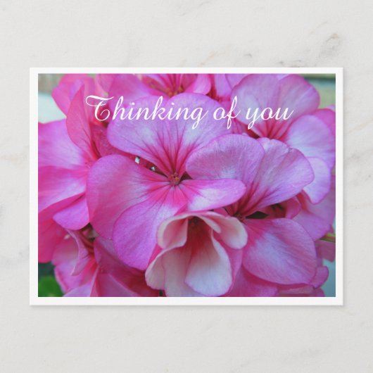 Pink かわいらし Geranium Photo 考える's of You ポストカード (正面)