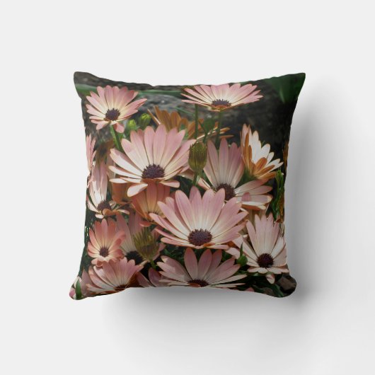 Pink African Daisy Flowers  クッション (裏面)