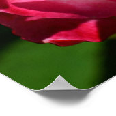 Pink and White Rose Poster ポスター (角)