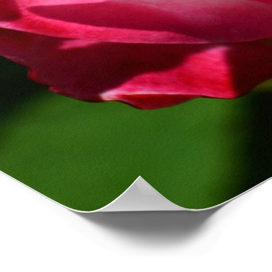 Pink and White Rose Poster ポスター (角)