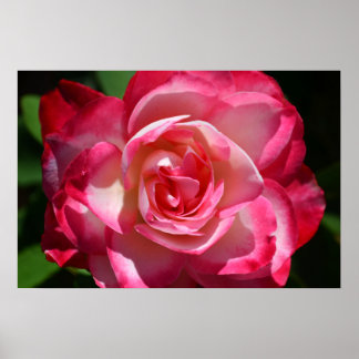 Pink and White Rose Poster ポスター