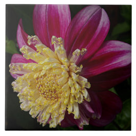 Pink Anemone Dahlia Bloom Floral タイル