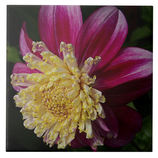 Pink Anemone Dahlia Bloom Floral タイル (正面)