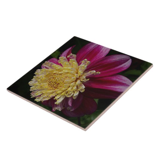 Pink Anemone Dahlia Bloom Floral タイル (側面)