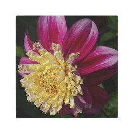 Pink Anemone Dahlia Bloom Floral メタルプリント