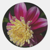 Pink Anemone Dahlia Bloom Floral ラウンドシール (正面)