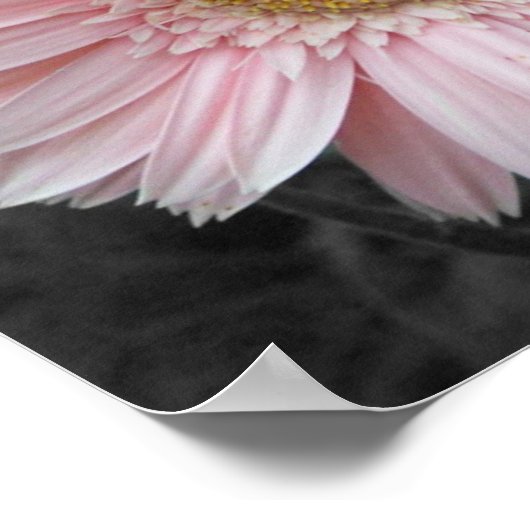 Pink Asterポスター12x12 ポスター (角)