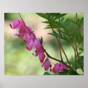 Pink Bleeding Hearts Floral ポスター