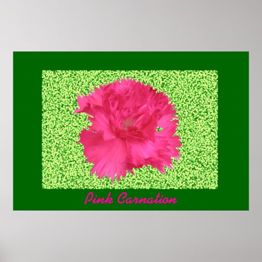 Pink Carnation Print ポスター (正面)