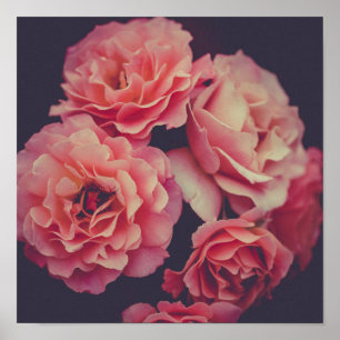 Pink Carnations Flowers ポスター