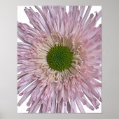 Pink Chrysanthemum Bloom Floral ポスター (正面)