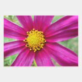Pink Cosmos Flowers Wildflower ラッピングペーパーシート (正面3)