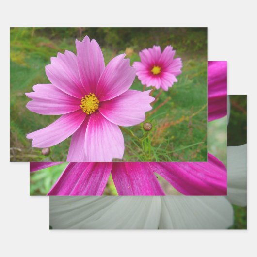 Pink Cosmos Flowers Wildflower ラッピングペーパーシート (セット)