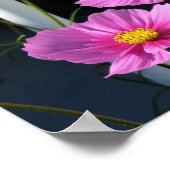 Pink Cosmos Through the Porch Railing ポスター (角)