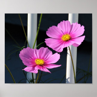 Pink Cosmos Through the Porch Railing ポスター