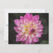 Pink Dahlia Flower Art Note Card Set ノートカード (正面)