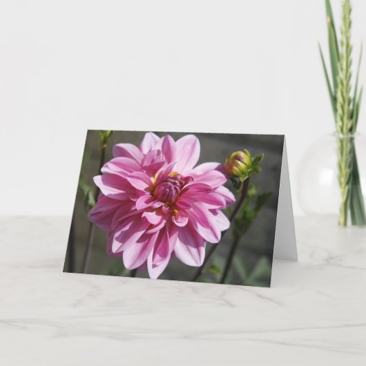 Pink Dahlia Greeting Card 案内状 (正面)