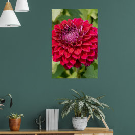 Pink Dahlia Photography, Canadian Flower ポスター