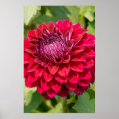 Pink Dahlia Photography, Canadian Flower ポスター (正面)