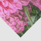 Pink Dahlias Flowers 薄葉紙 (詳細)