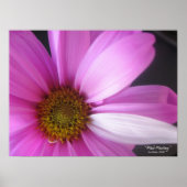 Pink Fantasy - Poster ポスター (正面)