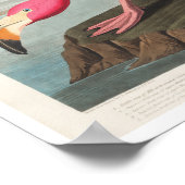 Pink Flamingo by Audubon Poster ポスター (角)