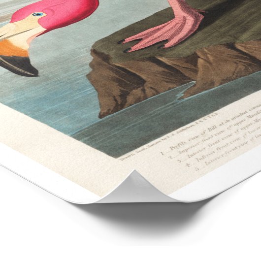 Pink Flamingo by Audubon Poster ポスター (角)
