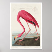 Pink Flamingo by Audubon Poster ポスター (正面)