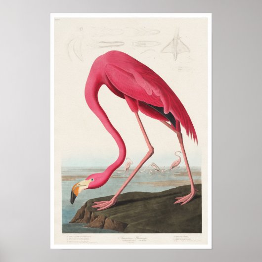 Pink Flamingo by Audubon Poster ポスター (正面)