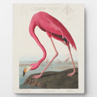 Pink Flamingo by John Audubon フォトプラーク