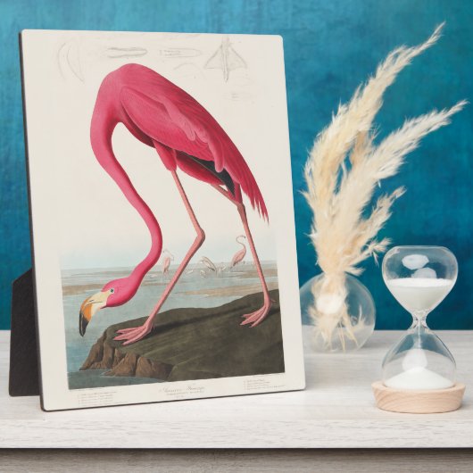Pink Flamingo by John Audubon フォトプラーク (側面)