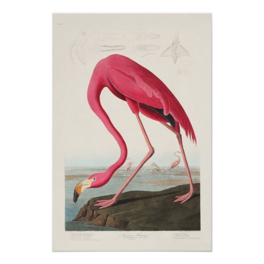 Pink Flamingo by John Audubon ポスター (正面)