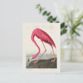 Pink Flamingo by John Audubon ポストカード (スタンド正面)