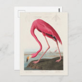 Pink Flamingo by John Audubon ポストカード (正面/裏面)